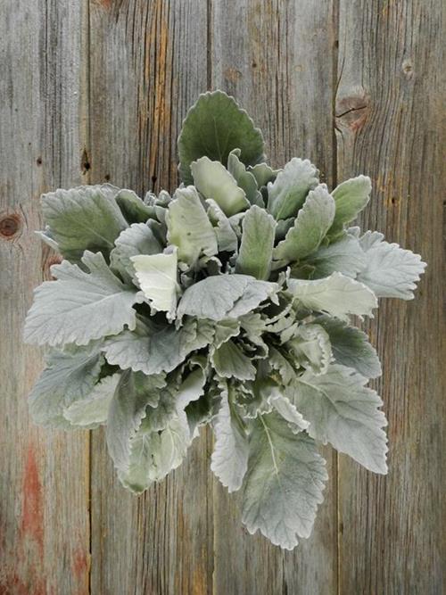 DUSTY MILLER GRAY GREENS